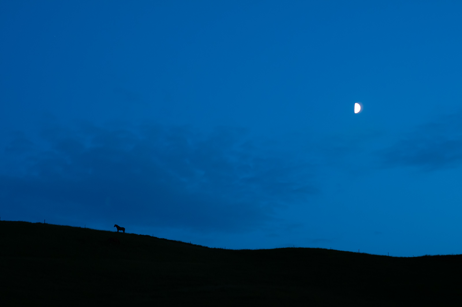 Häst på åsen i natten.